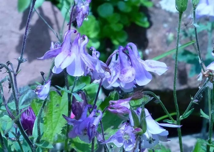Daheim Am Wasserturm - Woerth Apartamento Woerth am Rhein